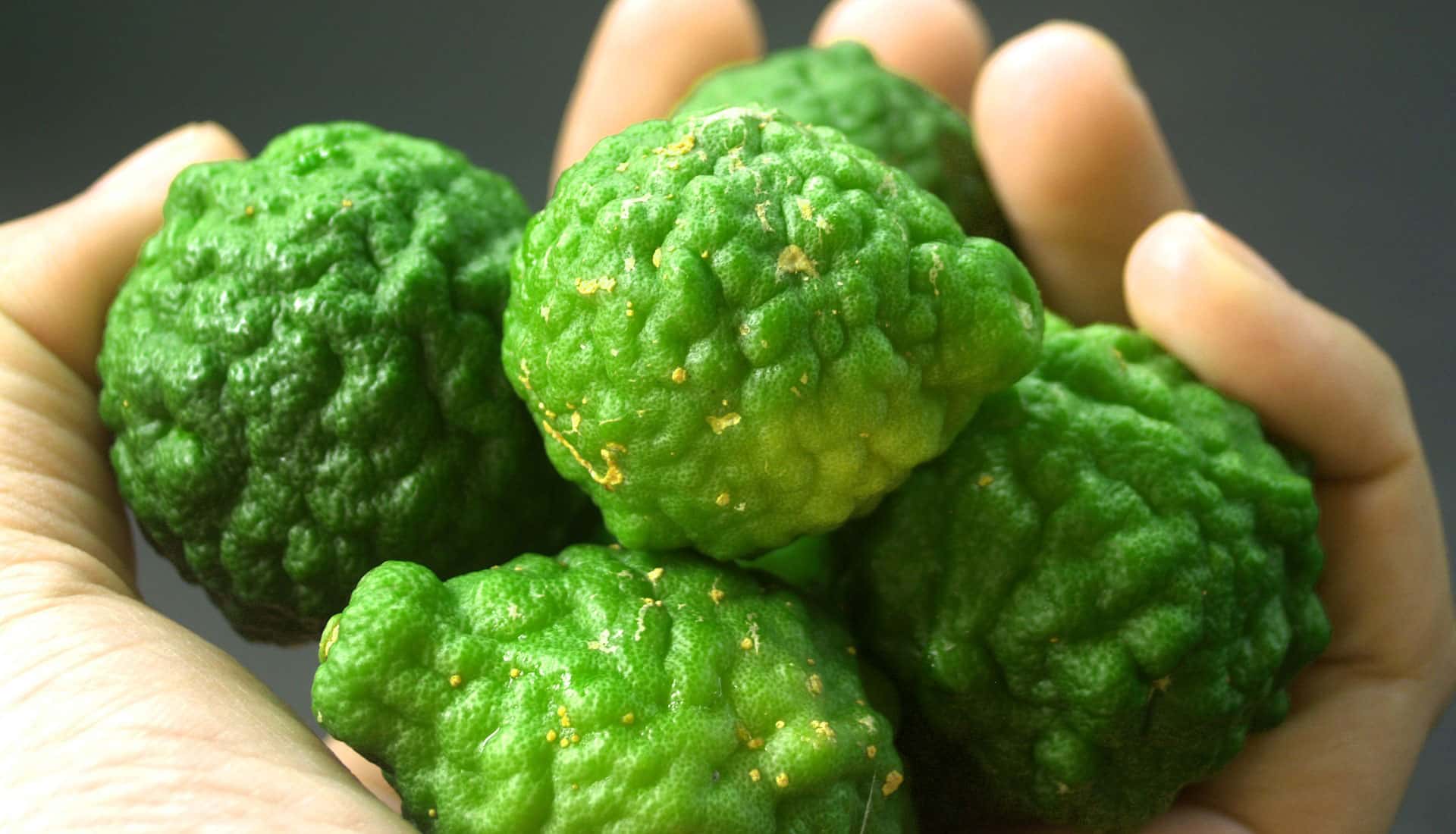 Bergamotte Frucht Bergamotte Frucht zu Gewinnung von ätherischem Öl von einer Hand gehalten