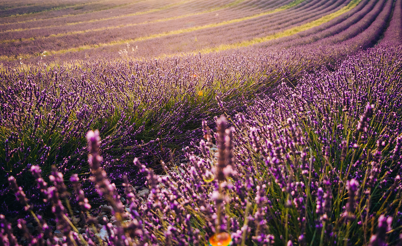 Lavendelfeld Lavendelfeld
